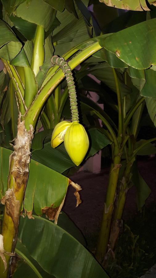 Na Shapsug Guest House Gagra Luaran gambar