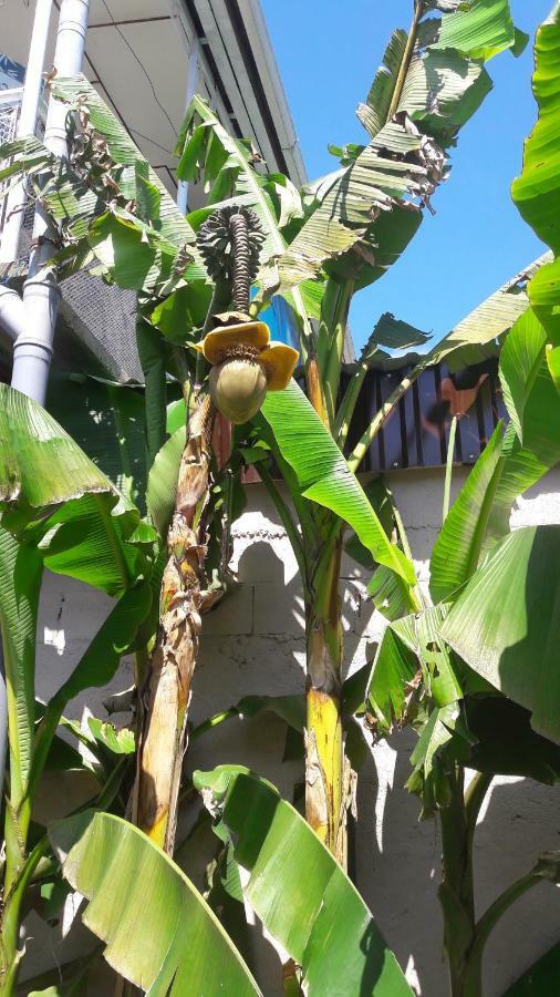 Na Shapsug Guest House Gagra Luaran gambar